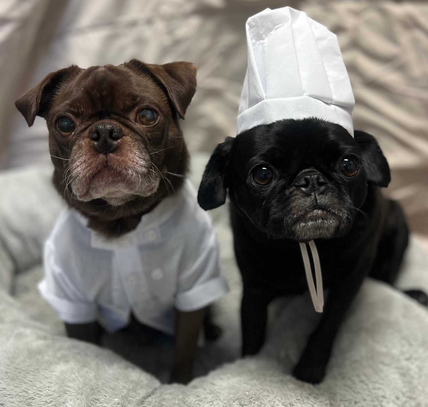FLAVOR OF THE MONTH Pumpkin Pie - Limited Ingredient Dog Treats