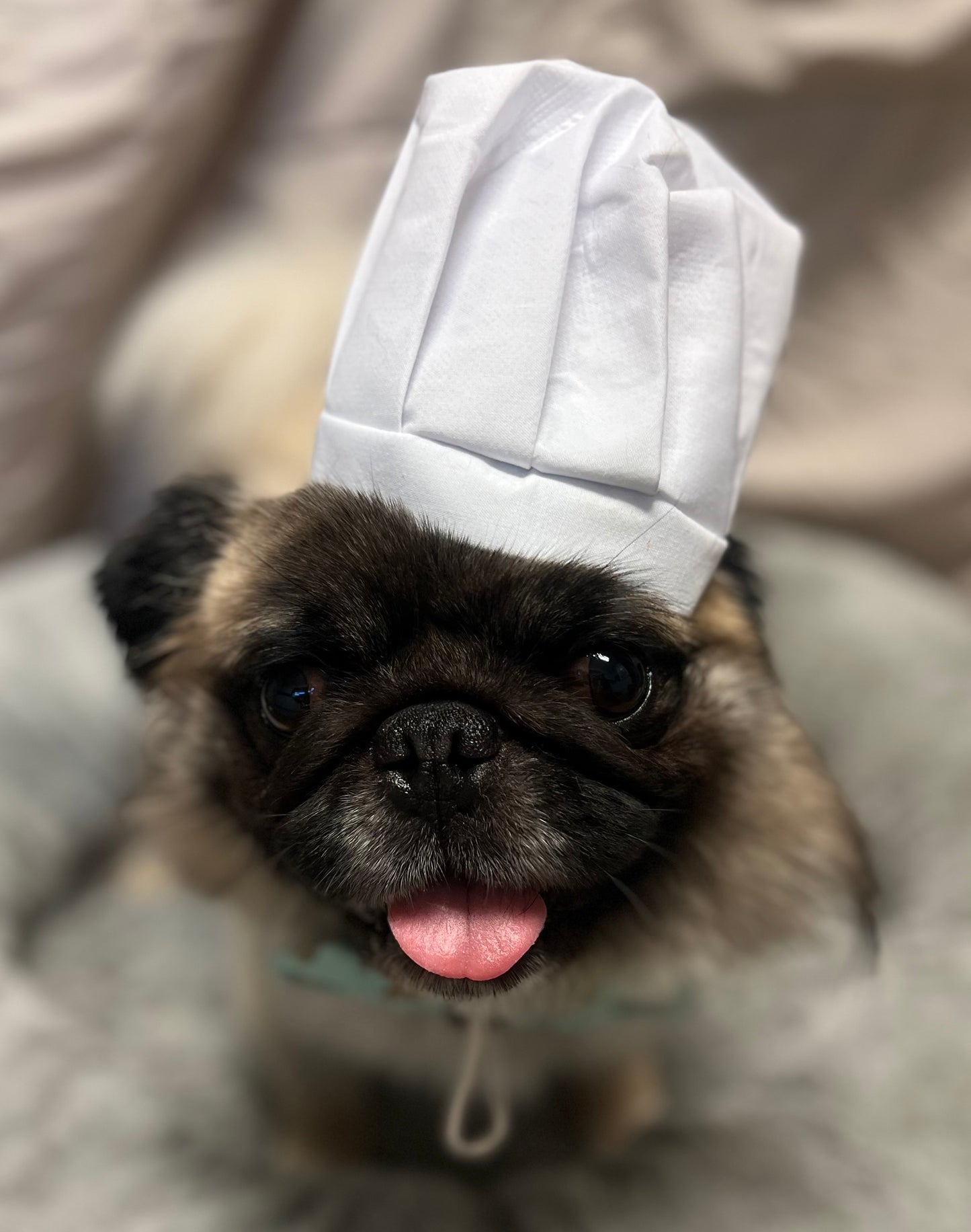 FLAVOR OF THE MONTH Pumpkin Pie - Limited Ingredient Dog Treats