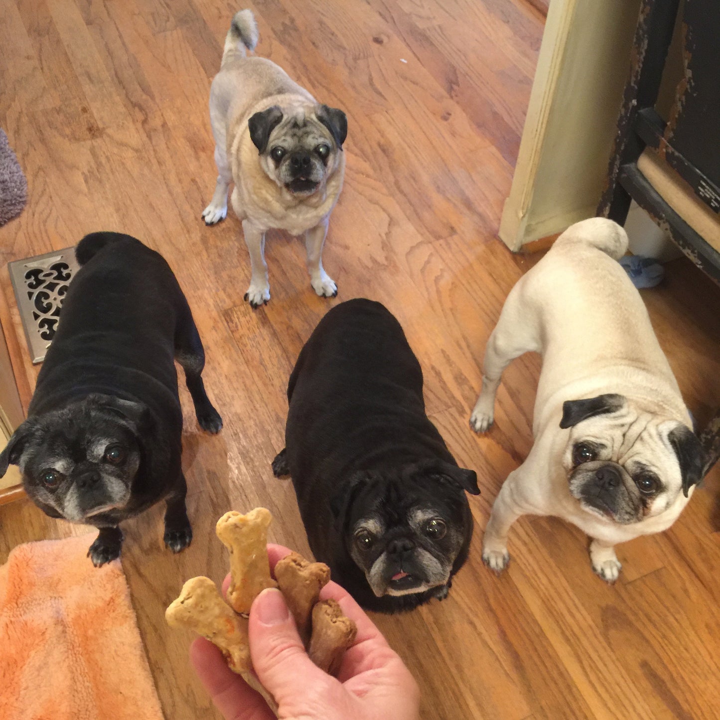 TEENY TINY BONES Dog Treats Limited Ingredient Various Flavors - Homemade Wheat Free - A Portion of Proceeds Go To Pet Rescue