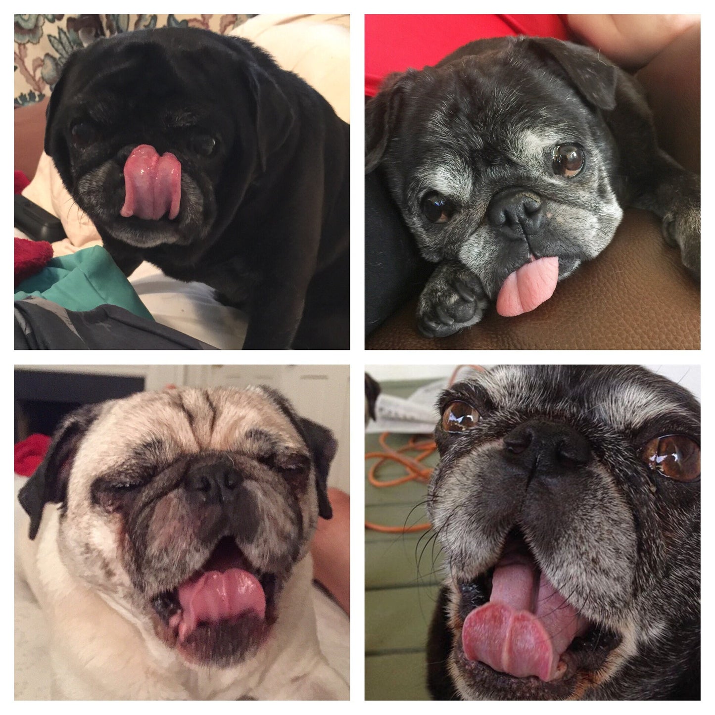 PIZZA Dog Treats - Homemade Limited Ingredients Natural Wheat Free - A Portion  of Proceeds Go To Pet Rescue