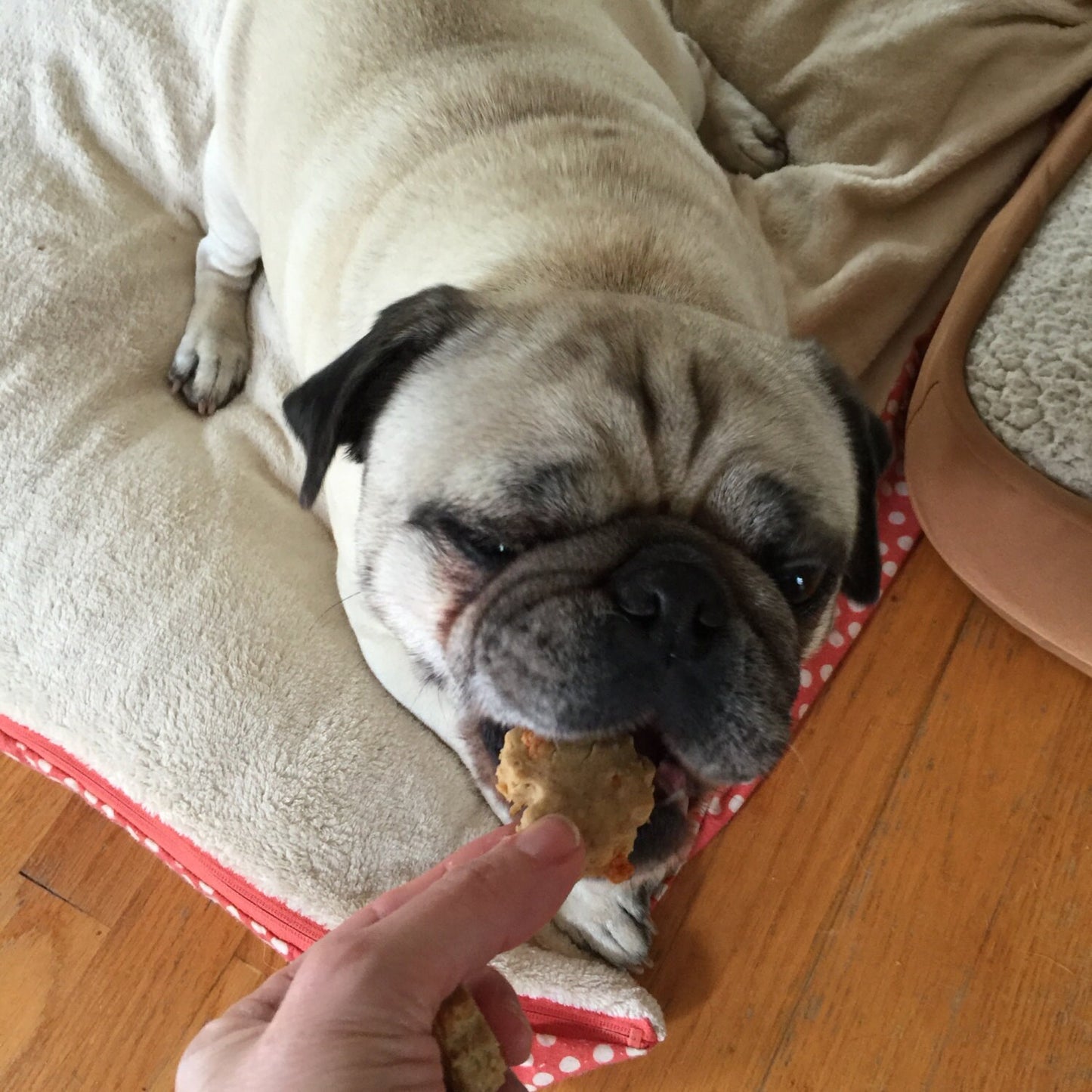 CHEESY NUM NUMS Dog Treats Homemade Limited Ingredient Natural Wheat Free - A Portion of Proceeds go to Pet Rescue