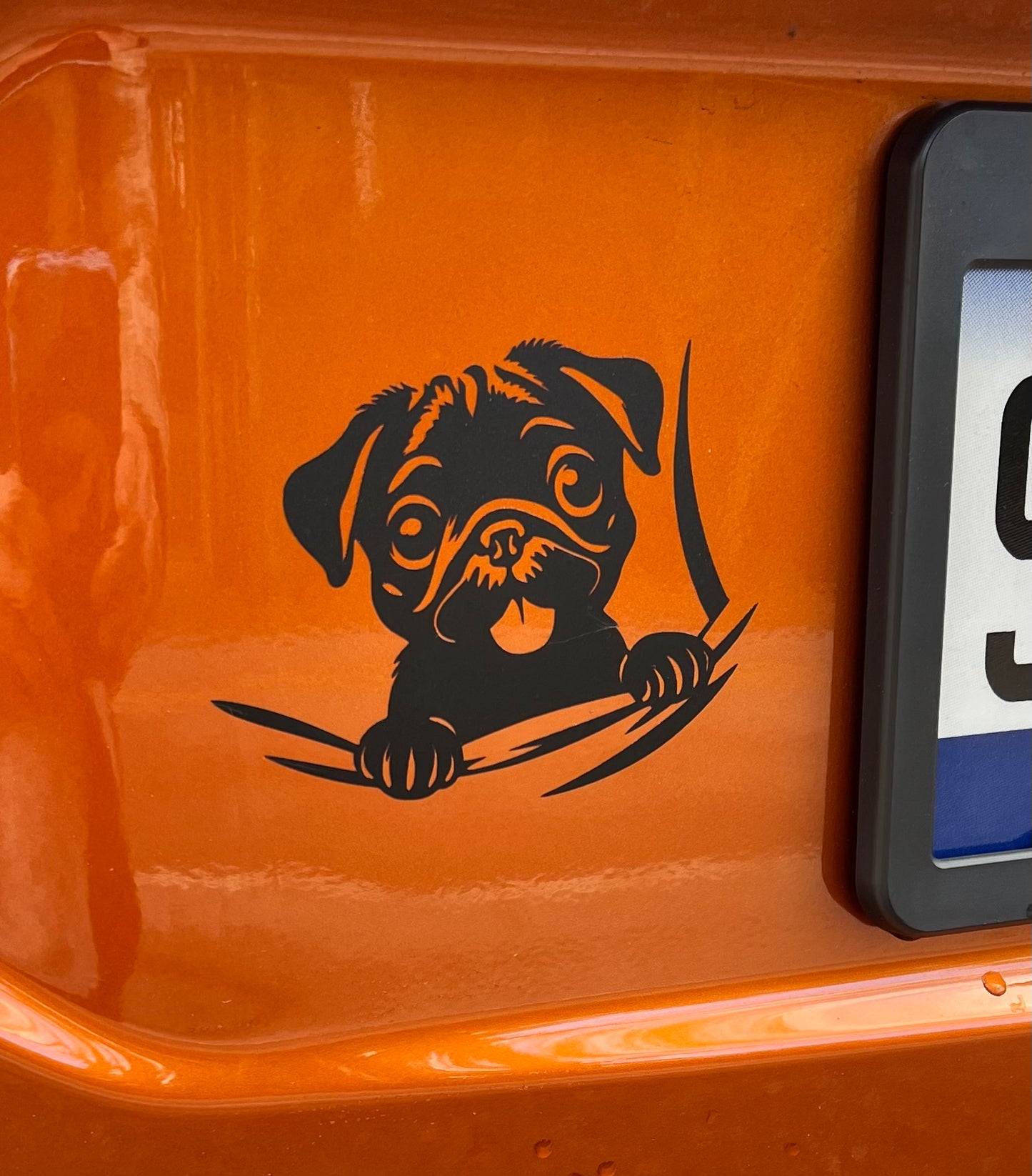 Decals - Peeking Pug Puppy