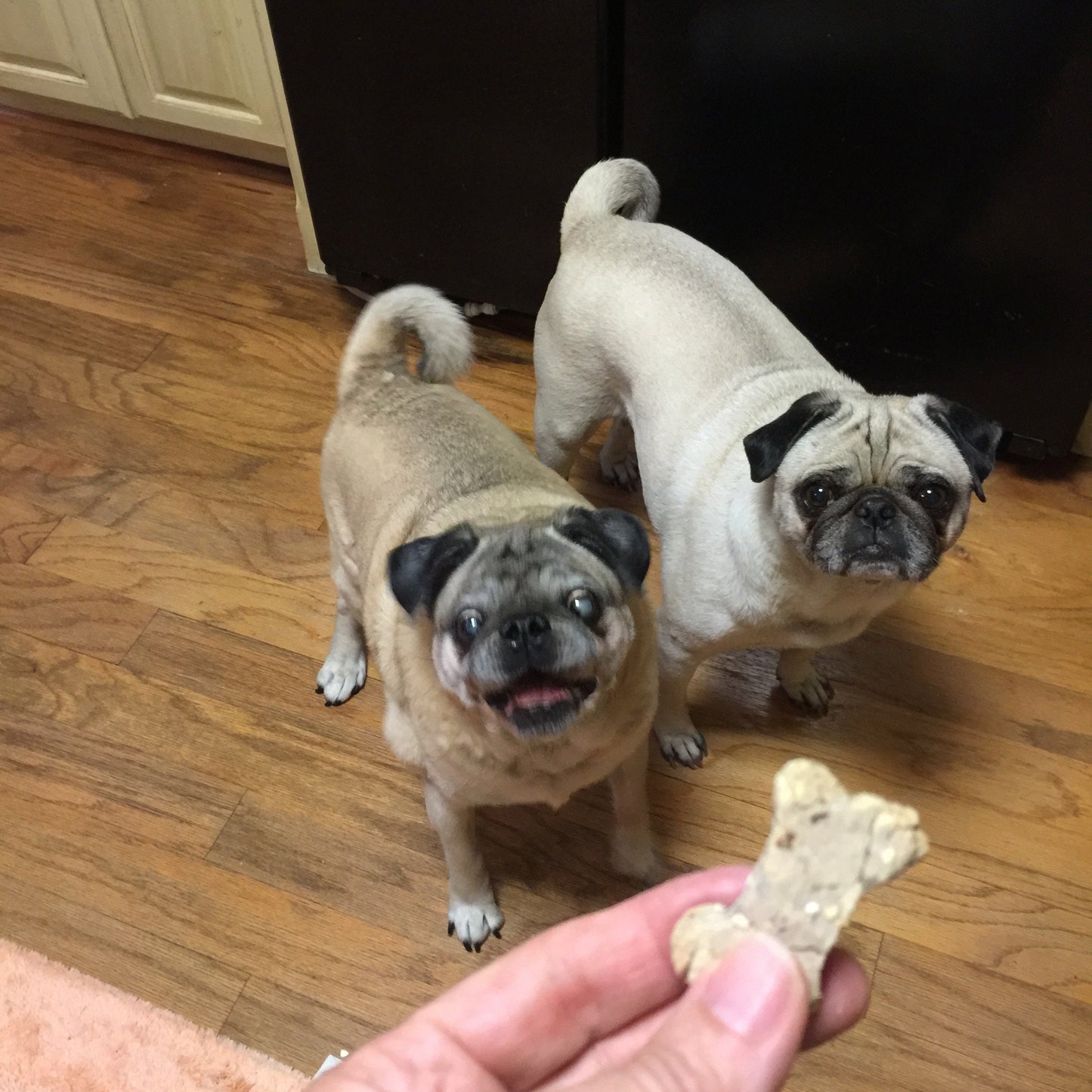 TEENY TINY BONES Dog Treats Limited Ingredient Various Flavors - Homemade Wheat Free - A Portion of Proceeds Go To Pet Rescue