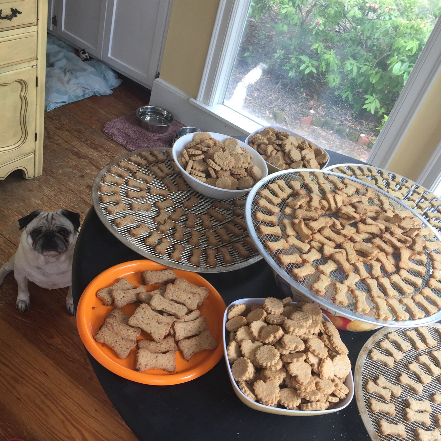 TEENY TINY BONES Dog Treats Limited Ingredient Various Flavors - Homemade Wheat Free - A Portion of Proceeds Go To Pet Rescue