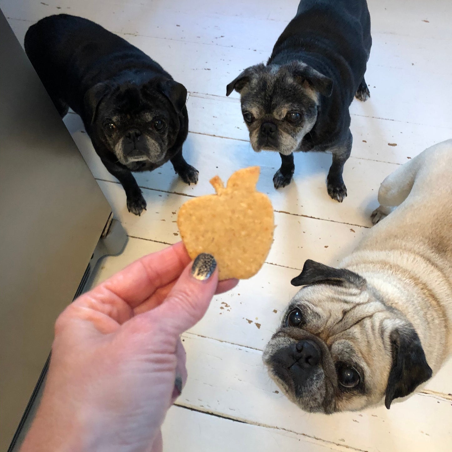APPLE JACK Apple Cheddar Dog Treats Homemade Limited Ingredient Natural Wheat Free - A Portion of Proceeds Go To Pet Rescue
