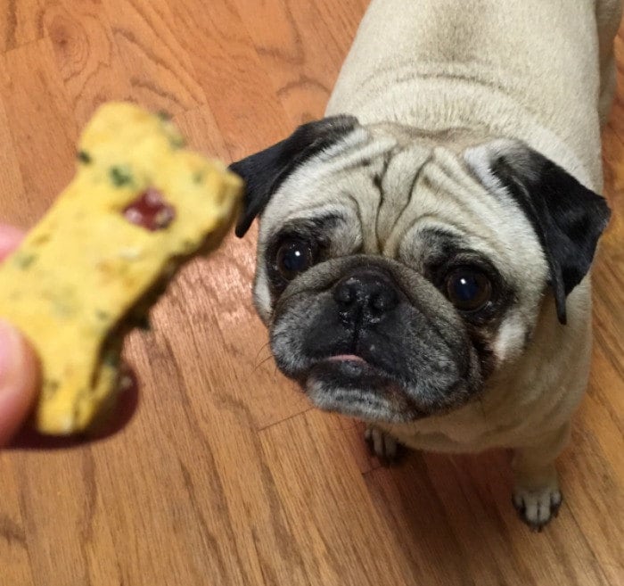 PIZZA Dog Treats - Homemade Limited Ingredients Natural Wheat Free - A Portion  of Proceeds Go To Pet Rescue